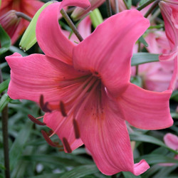 Asiatic lily Pink Flight, showing a very large, downward-facing flower with hot pink petals.