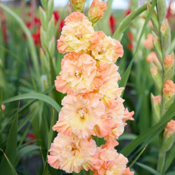 Gladiolus Great Queen Elizabeth