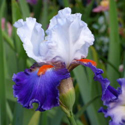 The elegant, two-tone flowers of bearded iris Ragtop Day, featuring pure white standards, deep purple falls and bright orange beards.