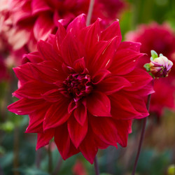 Dinnerplate Dahlia Babylon red with 8" flowers in natural light