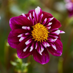 Close up of a single blossom of dahlia Impression Fantastico, showing dark red, daisy-like flowers with a yellow center and red and white inner petals.