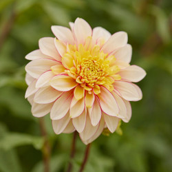 Anemone-flowered dahlia Polka, displaying its unique colors of buff and pale yellow with dark pink accents.