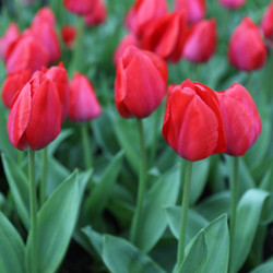 Tulip Darwin Hybrid Red Van Eijk