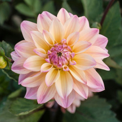 Dahlia Decorative Mondriaan