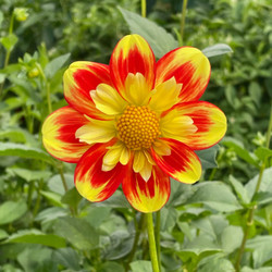 Dahlia Collarette Pooh