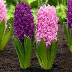 A striking pair of spring-blooming hyacinths, featuring plum-purple Woodstock and flamingo pink Pink Pearl.