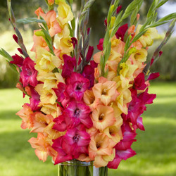 Gladiolus Paradise Mix - Bulk Offer