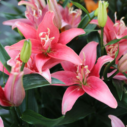 Two blooms of coral-pink lily double lady.