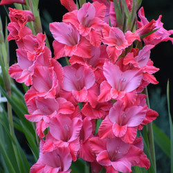 Gladiolus Large Flowering Titanic