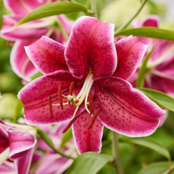 Lily Oriental Corvara (Spring)