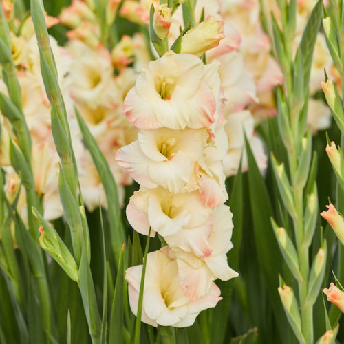 Gladiolus Cream Perfection, showing multiple blossoms with petals that are the color of buttermilk with pale pink edges.