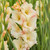 Gladiolus Cream Perfection, showing multiple blossoms in a garden wetting that have creamy, buttermilk petals with pale peach-pink edges.