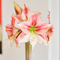 Amaryllis Single Glee