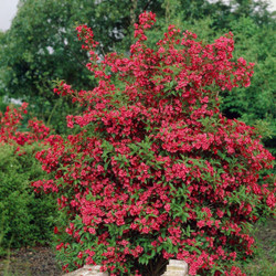 Weigela florida Red Prince showing a large, mature shrub in full bloom.