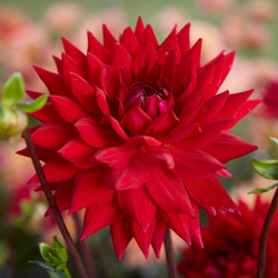 Dahlia Cactus Wittemans Best