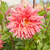 Dahlia Dinnerplate Belle of Barmera