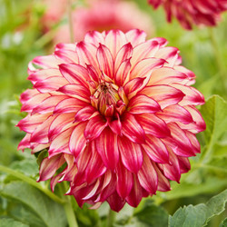 A single blossom of dinnerplate dahlia Lady Darlene, showing this variety's pale yellow petals with deep red tips.