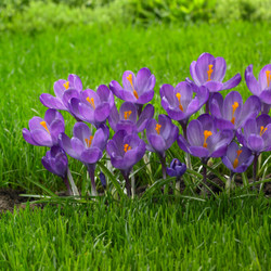 Crocus Large Flowering Flower Record