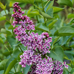 Close up on the flower clusters of Syringa vulgaris Sensation, showing this award-winning lilac's unique purple and white florets.