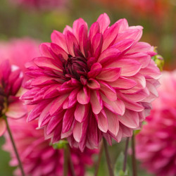 Dahlia Decorative Bacardi