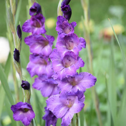 The amethyst-purple flowers of gladiolus Performer, blooming in a summer garden.