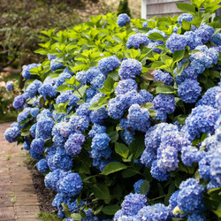 Hydrangea macrophylla Endless Summer displaying its large, sky blue flowers.