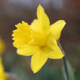 Daffodils (Narcissus)