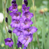 Gladiolus