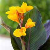 Cannas