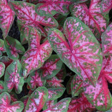 Caladiums