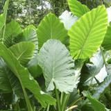 Elephant Ears