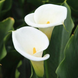 Calla Lilies