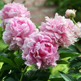 Peonies