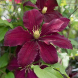 Clematis