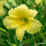 Daylilies (Hemerocallis)