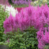 Astilbes