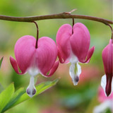 Bleeding Heart (Dicentra)