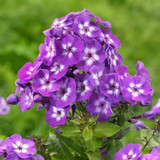 Phlox