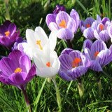 Crocus