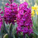 Hyacinths