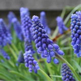 Muscari