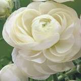 Ranunculus