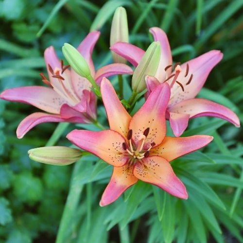 All About Lilies