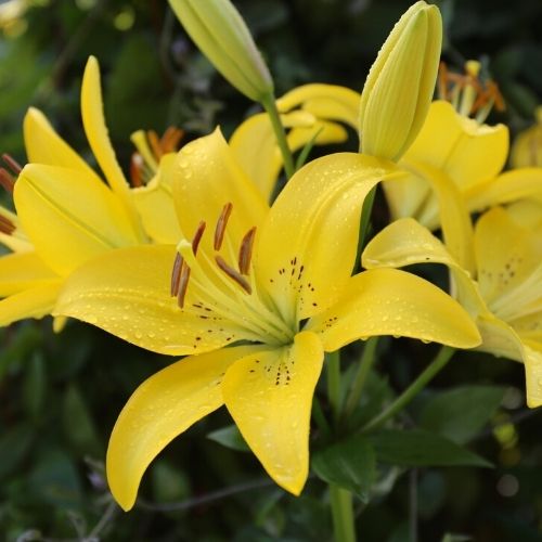 8 Tips for Growing Better Lilies