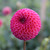 Dahlia PomPon Burlesca