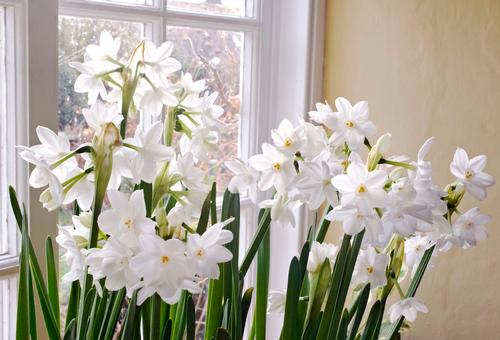 6-tips-for-growing-paperwhites1.jpg