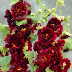 Alcea Double Chater's Maroon