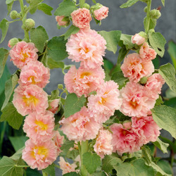 Alcea Double Chater's Chamois