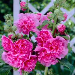 Alcea Double Chater's Rose