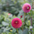 Dahlia PomPon Burlesca